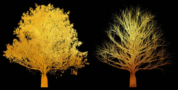 Árvore dourada com folhas e árvore sem folhas isolada sobre fundo preto — Fotografia de Stock