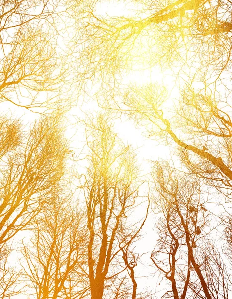 Silhouette of trees branches without Leaves, glowing golden texture unusual abstract pattern