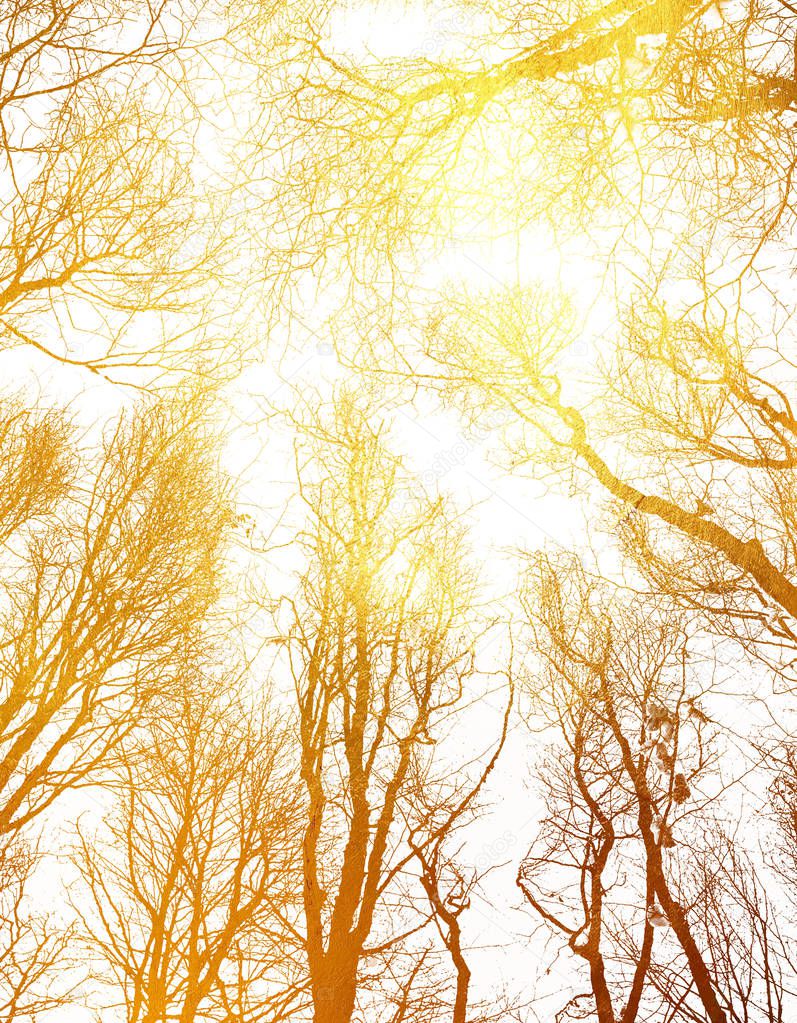 Silhouette of trees branches without Leaves, glowing golden texture unusual abstract pattern