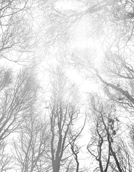 Silhueta Árvores Ramos Sem Folhas Padrão Abstrato Criativo — Fotografia de Stock