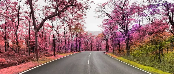 Strada Solitaria Circondata Alberi Colorati Fiore — Foto Stock