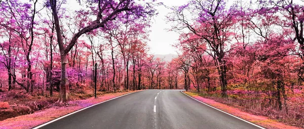 Yalnız yol çiçek renkli ağaçlarıyla çevrili