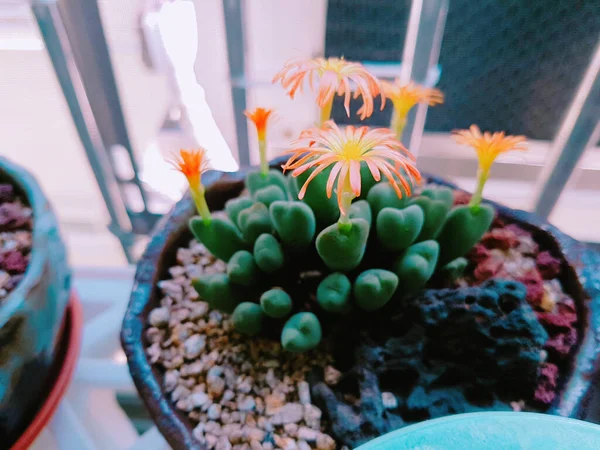 Petits Succulents Dans Pot Béton — Photo