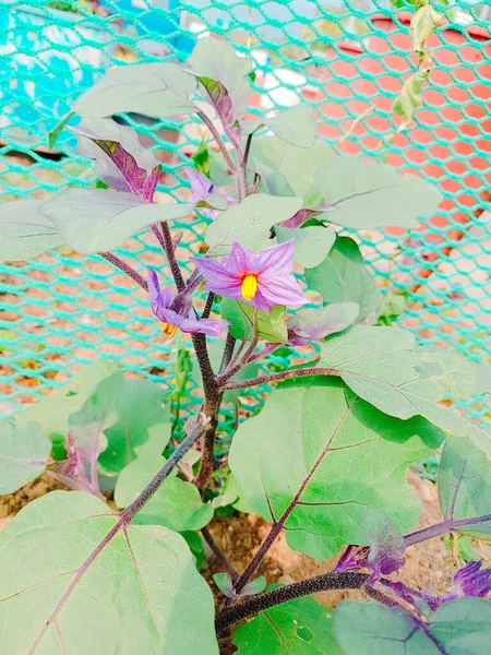 Närbild Aubergine Blommor — Stockfoto