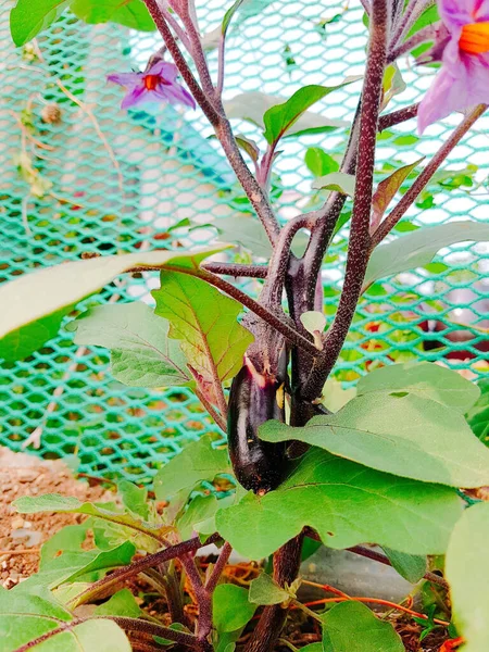 Close Eggplant — Stock Photo, Image