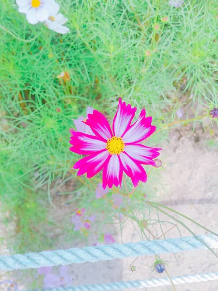 Gros Plan Des Fleurs Cosmos — Photo