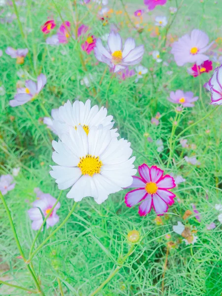 コスモスの花を閉じる — ストック写真