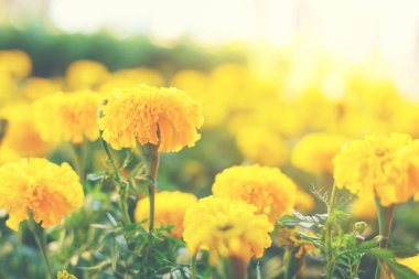 Çok taze hissediyor graden, Calendula çiçeklenir.