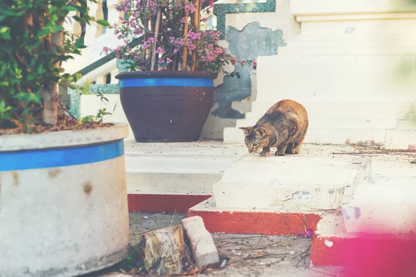 Jovem Gato Olhando Algo Chão — Fotografia de Stock