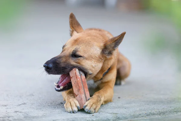 Close up of Thai dog\'s biting a red brick for playing.