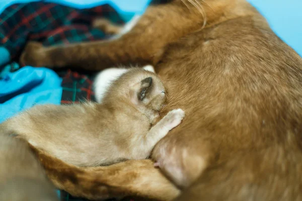 Novo Gato Nascido Dormindo Comendo Com Mãe — Fotografia de Stock