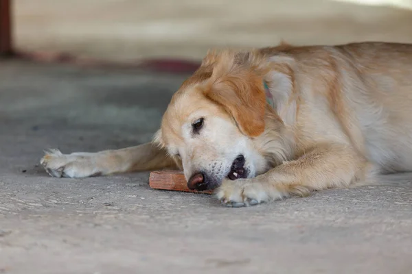 Golden retriever köpek oynamak için bir tuğla ısırma yakın çekim.