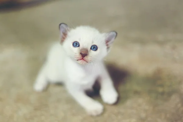 Gatinho Branco Olhando Algo — Fotografia de Stock