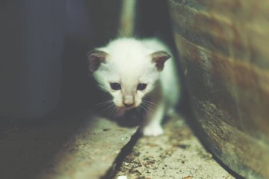 Beyaz yavru kedi dev bir kavanoz gizleme.