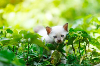 beyaz yavru kedi anket küçük yeşil plaka ilk kez içinde.
