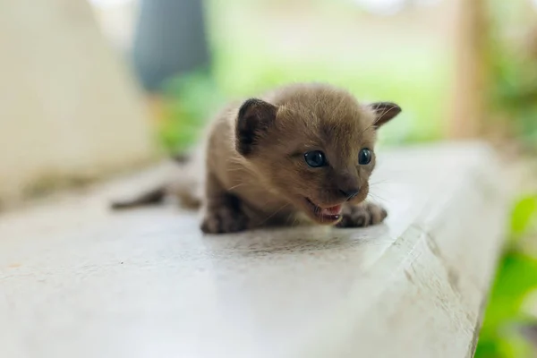 Yeni doğan siyah kedi ilk anda açık.