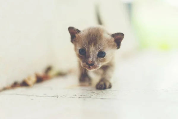 Yeni doğan siyah kedi ilk anda açık.