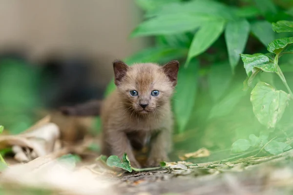 Siyah yavru kedi anket küçük yeşil plaka ilk kez içinde.