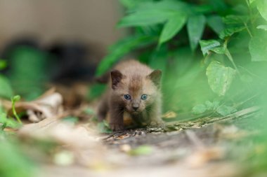 Siyah yavru kedi anket küçük yeşil plaka ilk kez içinde.