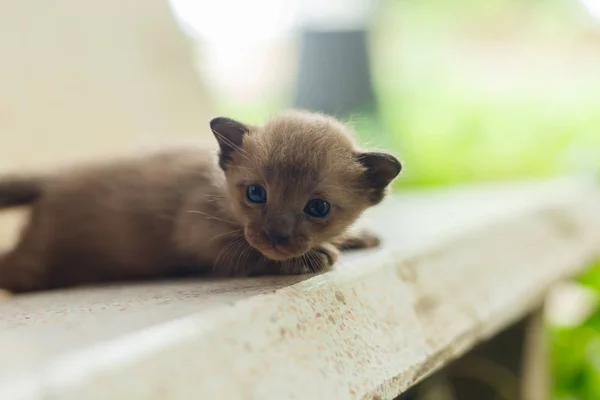 Yeni doğan siyah kedi ilk anda açık.