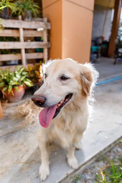 Head Shoot Golden Retriever Tongue — Stock Photo, Image