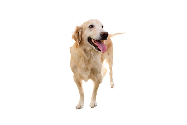 Golden retriever on white background — Stock Photo, Image