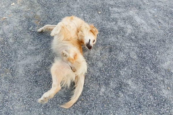 Golden retriever rasguño . — Foto de Stock