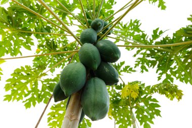 Yeşil birçok papaya ağacı.