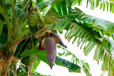 Kırmızı muz lahana.