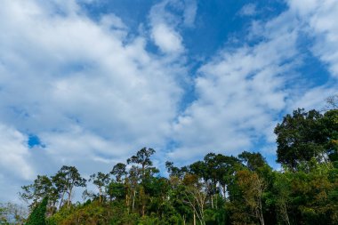 Mavi gökyüzünün altındaki yeşil orman.