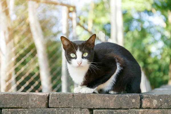 Negro y blanco gato sentarse no la pared de ladrillo . — Foto de Stock