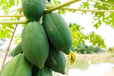 Yeşil birçok papaya ağacı.