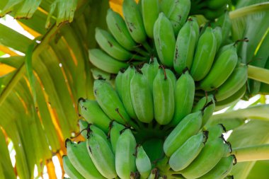 Ağaçta yeşil şeker muz.