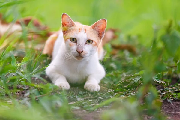 猫は草の上に寝そべって. — ストック写真