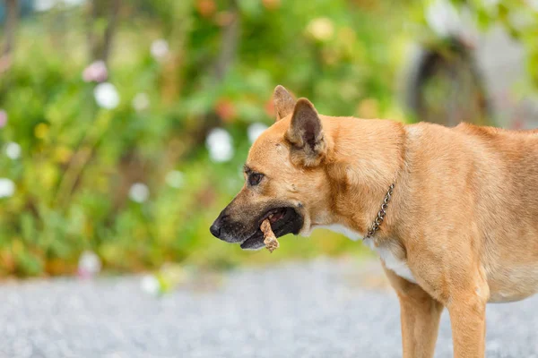 Tailandés perro morder una varilla . — Foto de Stock