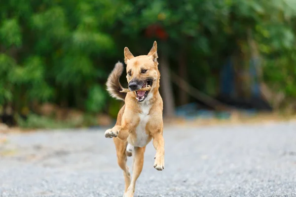 Tayland köpeği koşuyor..