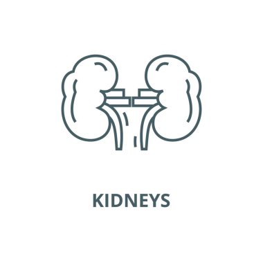 Böbrekler vektör çizgi simgesi, doğrusal kavram, anahat işareti, sembol