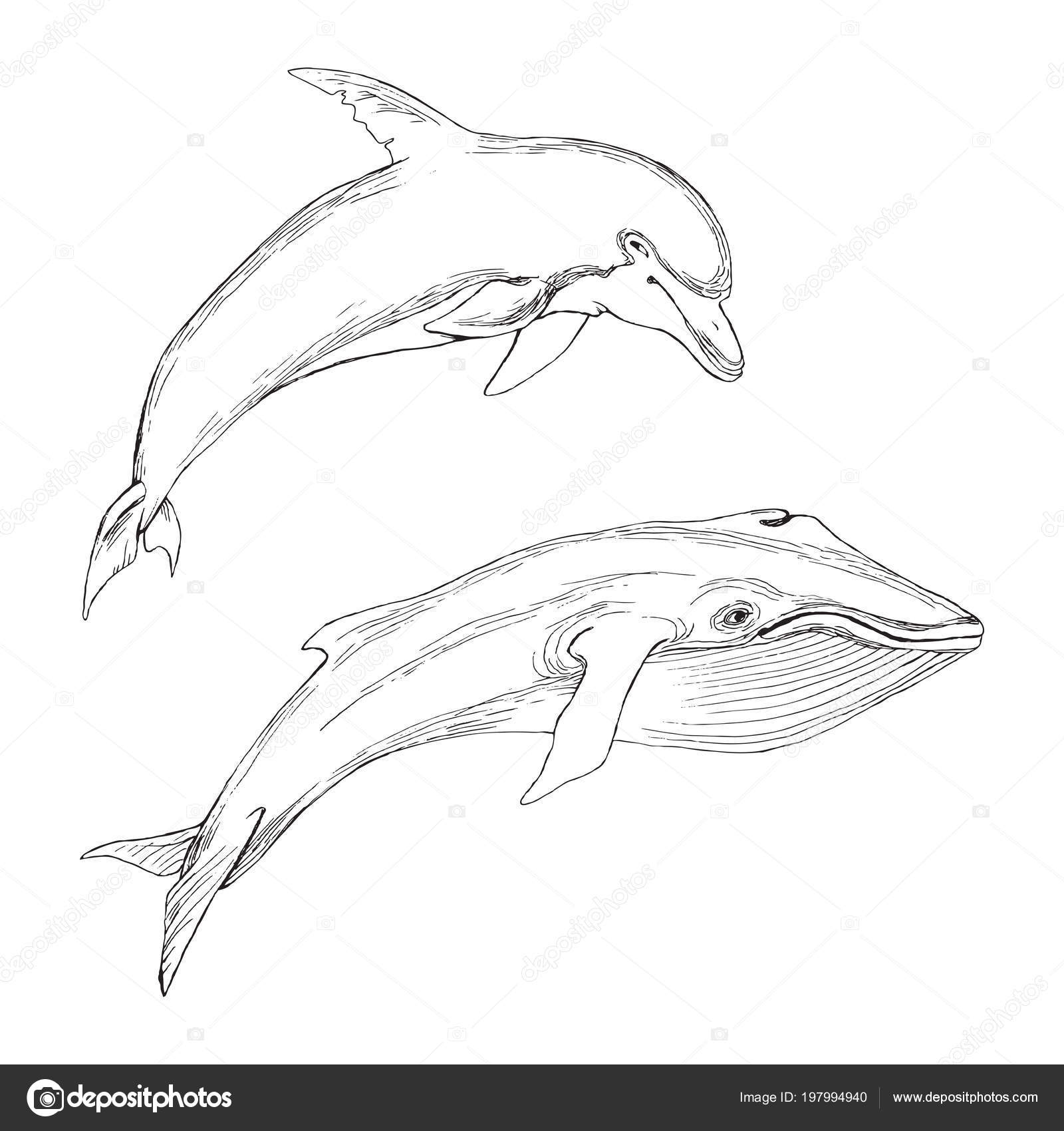 Common Dolphin line drawing by drknas on DeviantArt