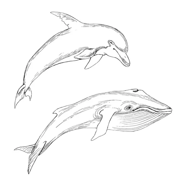 Joukko eristyneitä merieläimiä. Siluetti valaan ja delfiinin valkoisella pohjalla. Käsi piirustus luonnos tyyli . — vektorikuva