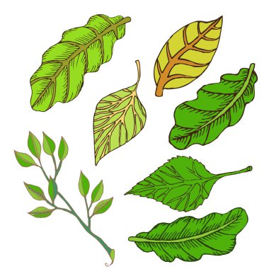 Arka plan tasarımı, desen, süs için yeşil yaprakları. Çizim tarzında el çizimi. Beyaz arka plan üzerinde yalıtılmış nesneler kümesi. Vektör çizimi
