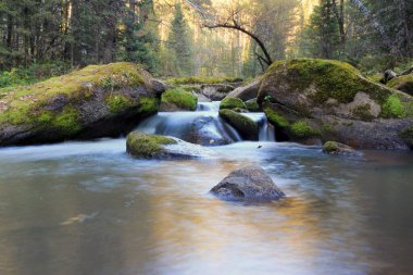Güzel dağ nehri Belokurikha 'da su akıntısı. Altai bölgesi. Rusya