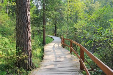 Krasnoyarskie Stolby Ulusal Parkı 'nda yaya yolu. - Rusya. Krasnoyarsk