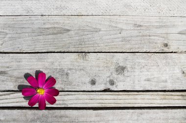 Ahşap gri arka planda Cosmos çiçek