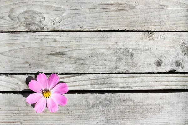 Cosmos flower at wooden gray background
