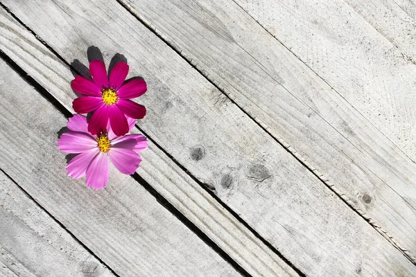Two cosmos flowers at wooden gray background