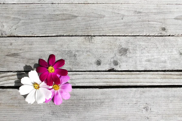 Cosmos flowers at wooden gray background