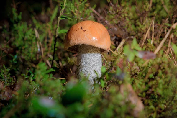 Small Leccinum aurantiacum mushroom — Stock Photo, Image