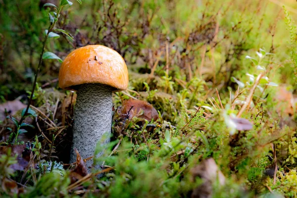 Tiny Leccinum aurantiacum mushroom — Stock Photo, Image