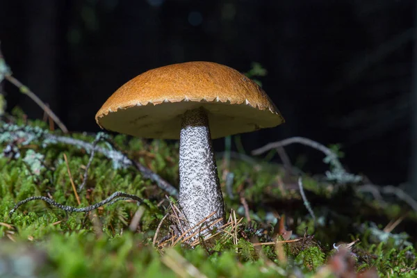 Red-capped scaber stalk — Stock Photo, Image