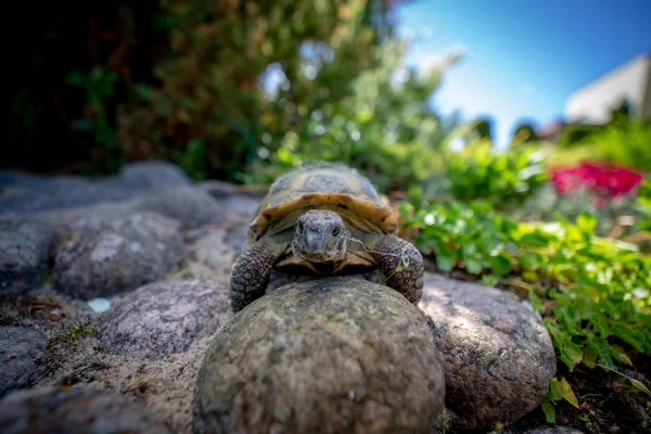 Russian tortoise climbing on rock — Stock Photo, Image